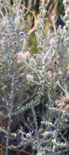 Image of Lachnospermum neglectum by (c) Danie Palm, some rights reserved (CC BY)