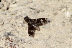 Exoprosopa dorcadion