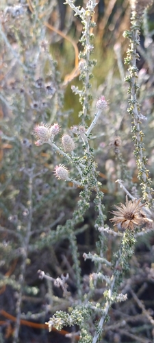 Image of Lachnospermum neglectum by (c) Danie Palm, some rights reserved (CC BY)