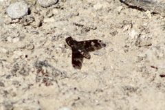 Exoprosopa dorcadion