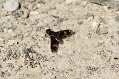 Exoprosopa dorcadion
