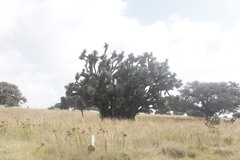Yucca decipiens