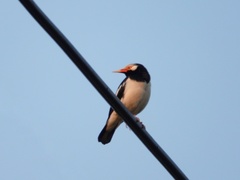 Gracupica floweri
