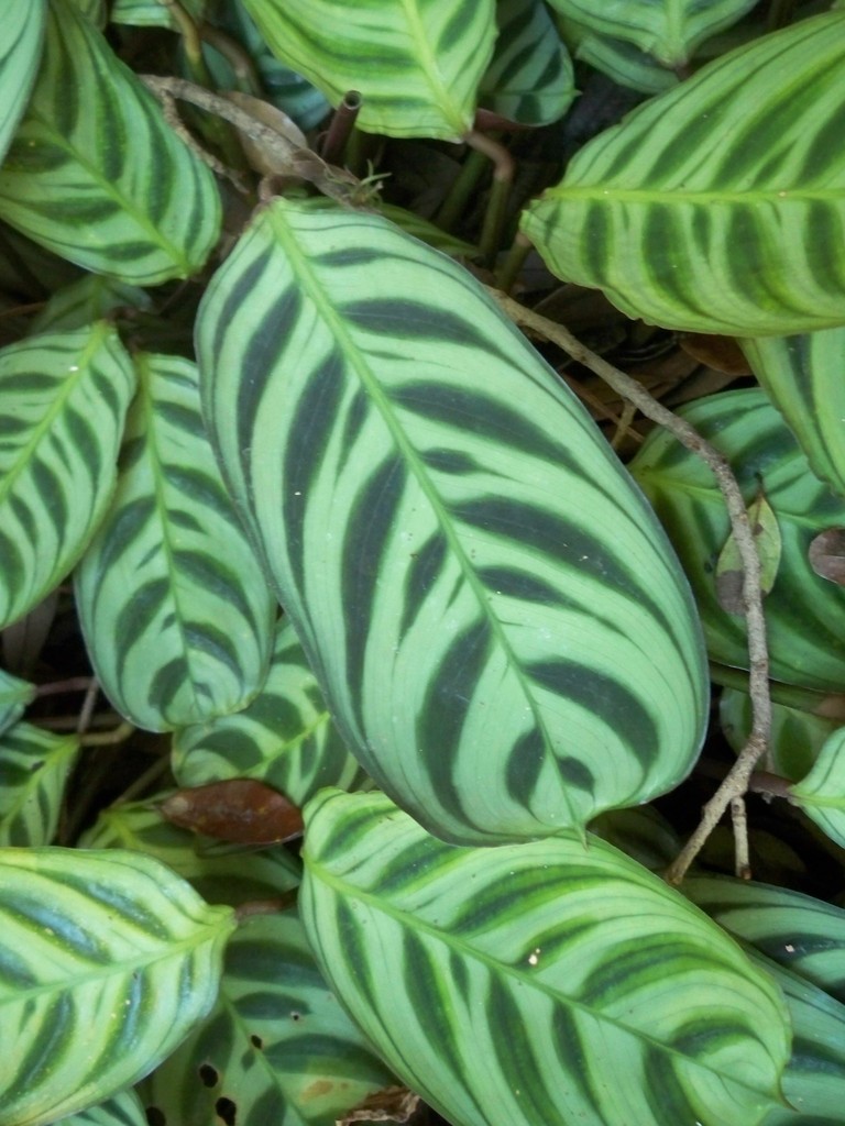 Ctenanthe burle-marxii