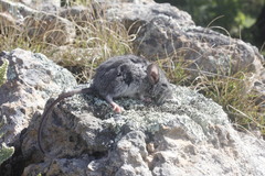 Peromyscus difficilis