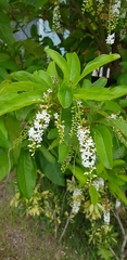 Citharexylum spinosum