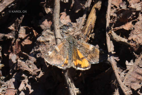 marcovka brezová (Archiearis parthenias)