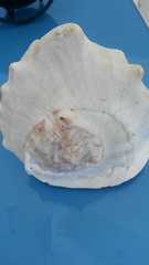 Cassis madagascariensis