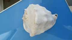 Cassis madagascariensis