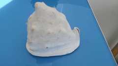 Cassis madagascariensis