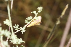 Phytometra obliqualis