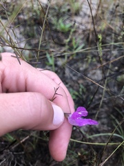 Agalinis strictifolia