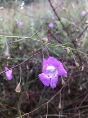 Agalinis strictifolia