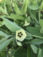 Physalis cinerascens spathulifolia