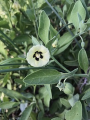 Physalis cinerascens spathulifolia
