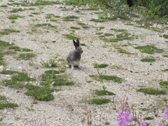 Lepus arcticus