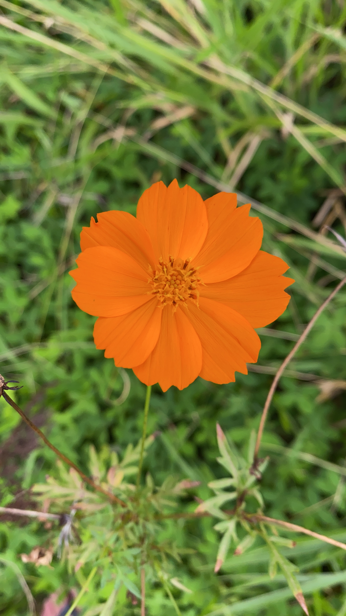 Cosmos sulphureus