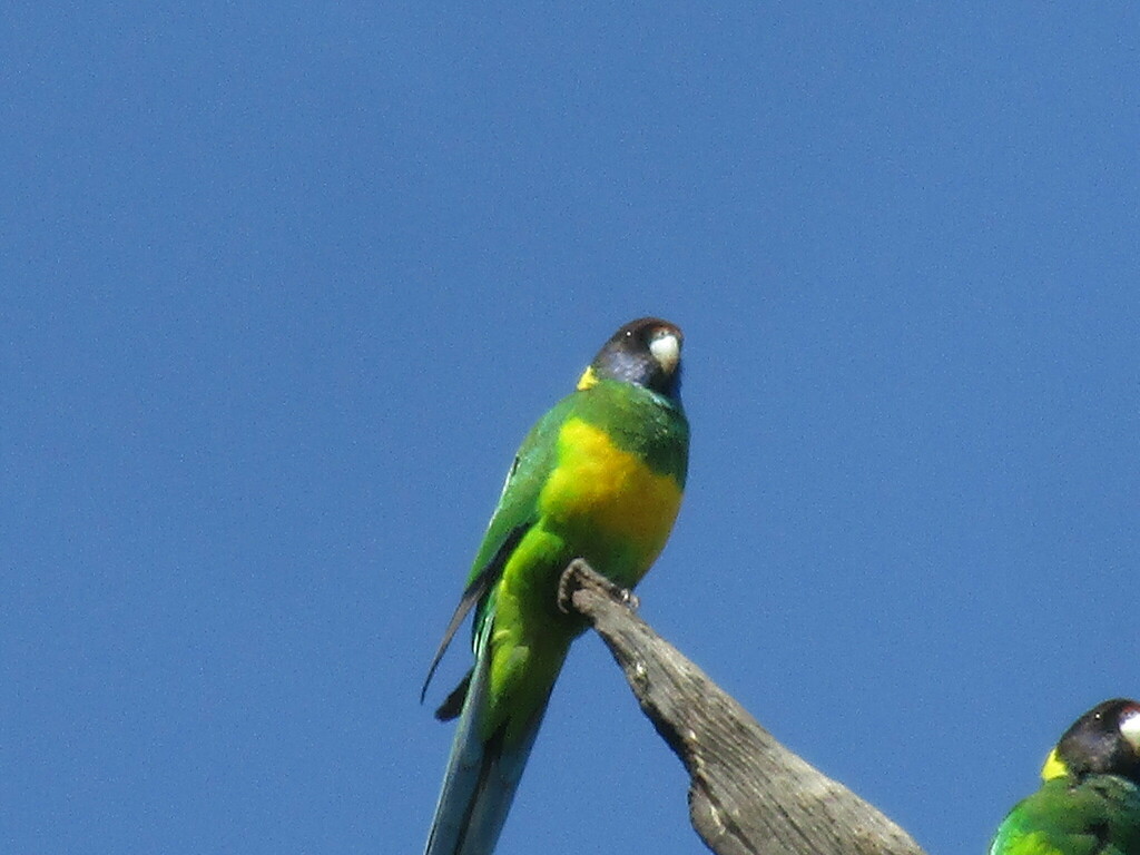 Australian Ringneck