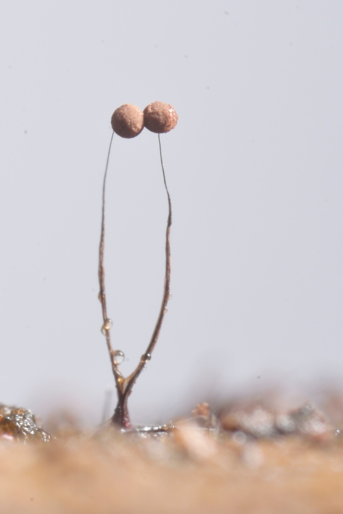 Paradiacheopsis