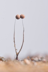 Paradiacheopsis longipes