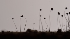 Paradiacheopsis longipes