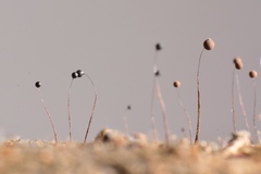 Paradiacheopsis longipes