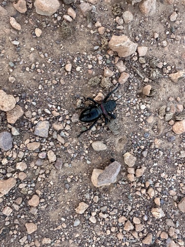 Eugaster spinulosa