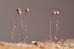 Paradiacheopsis longipes