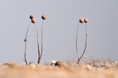 Paradiacheopsis longipes