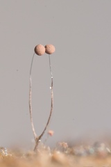 Paradiacheopsis longipes