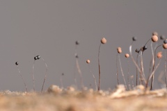 Paradiacheopsis longipes