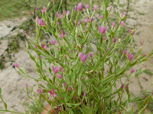 Centaurium capense (Centaurium capense)