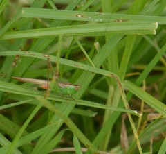 Conocephalus saltator