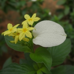 Pseudomussaenda flava