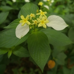 Pseudomussaenda flava