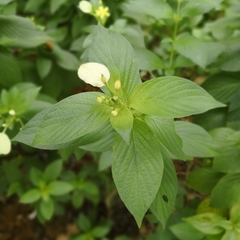 Pseudomussaenda flava