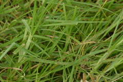 Conocephalus saltator