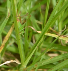 Conocephalus saltator