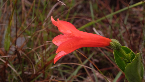 Calolisianthus pedunculatus (Calolisianthus pedunculatus)