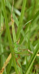 Conocephalus saltator