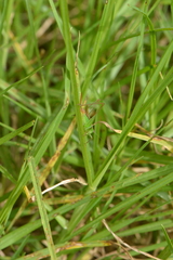 Conocephalus saltator