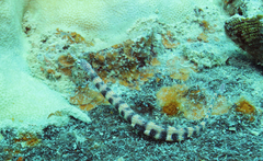 Corythoichthys intestinalis