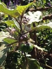 Solanum aethiopicum