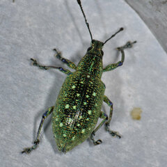 Exophthalmus jekelianus image