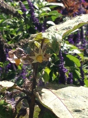 Solanum aethiopicum