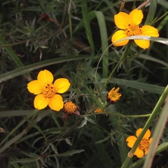 Dyssodia tagetiflora