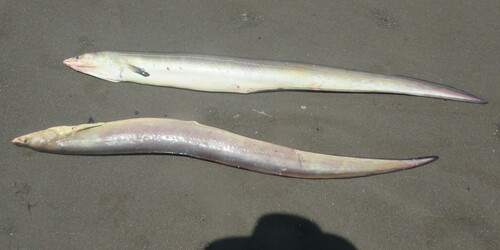 Conehead eel (Cynoponticus coniceps) — Muraenesocidae — 4