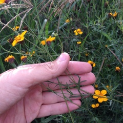 Dyssodia tagetiflora