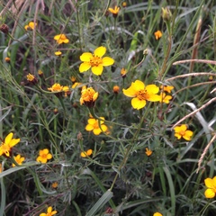 Dyssodia tagetiflora