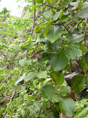 Kadua lichtlei observed 2003-12-11